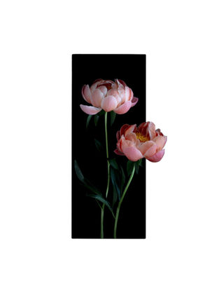 available realistic tattoo design of two light pink peony flowers with a blacked out rectangle shape frame. ready to tattoo at Ash and Ink Tattoo Studio in West Kelowna