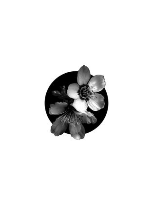 available realistic tattoo design of two black and grey apple blossom flowers with a blacked out circular shape frame. ready to tattoo at Ash and Ink Tattoo Studio in West Kelowna