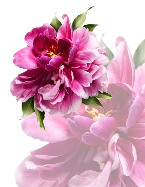 peony tattoo design in Kelowna BC