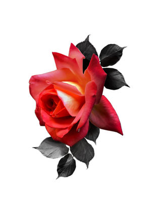 available realistic tattoo design of a red rose with black leaves. ready to tattoo at Ash and Ink Tattoo Studio in West Kelowna