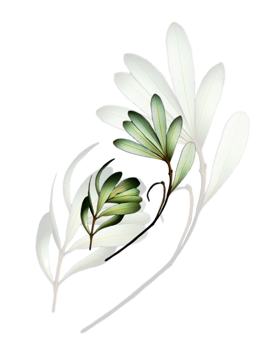 Available realistic tattoo design of a green leafy branch. Available to be tattooed at Ash and Ink Tattoo Studio in West Kelowna.