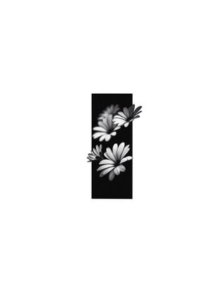 available tattoo design of multiple daisy flowers in black and grey with a blacked out rectangle shape frame. ready to tattoo at Ash and Ink Tattoo Studio in West Kelowna