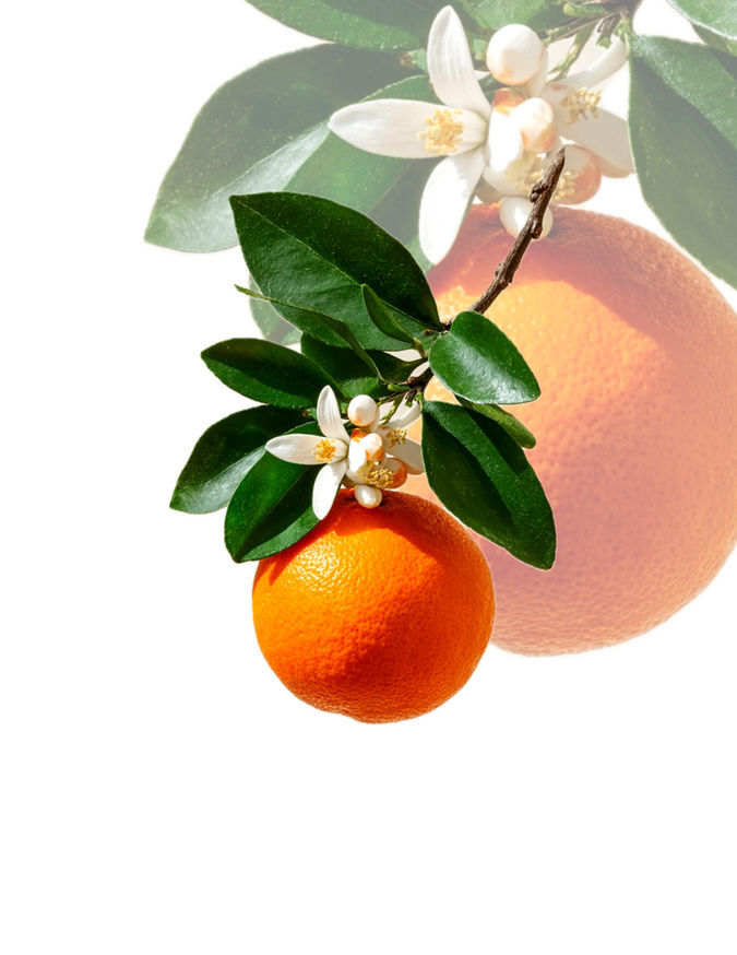 Available realistic tattoo design of an orange branch with white blossoms version 1. Available to be tattooed at Ash and Ink Tattoo Studio in West Kelowna.