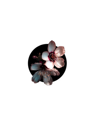 available realistic tattoo design of two light pink apple blossom flowers with a blacked out circular shape frame. ready to tattoo at Ash and Ink Tattoo Studio in West Kelowna