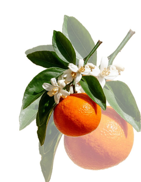 realistic orange tattoo design in the Okanagan