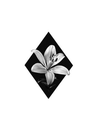 available realistic tattoo design of a single lily flower in black and grey with a blacked out diamond shape frame. ready to tattoo at Ash and Ink Tattoo Studio in West Kelowna
