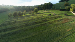 grossiste cannabis hemperious cbd cannabis legal france