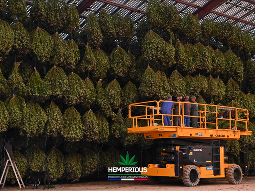 Devenir producteur culture cbd cannabis chanvre
