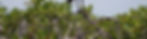 Bird perched on branches amidst lush green foliage