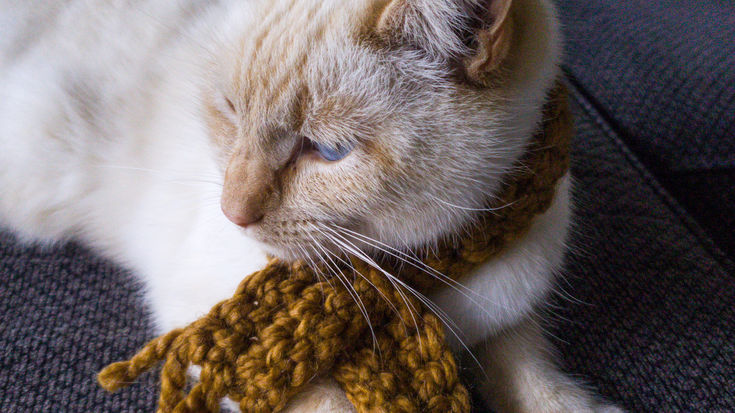 Cotton's Scarf