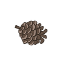 Pine Cone 4_edited_edited.png