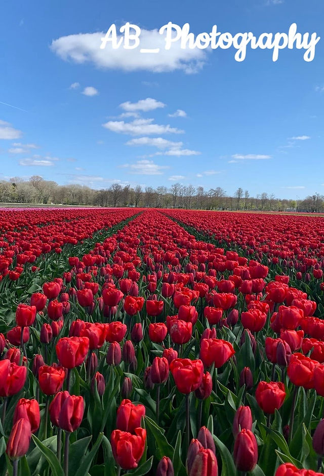 Keukenhof 
