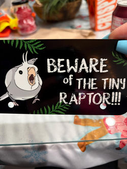 Beware of the Tiny Raptor Cockatiel