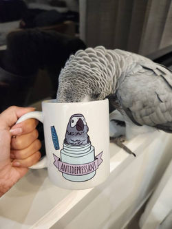 Antidepressant African Grey Parrot