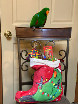 Eclectus Parrot Christmas Stocking