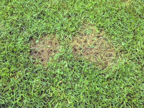 Fixing Lawn Burn