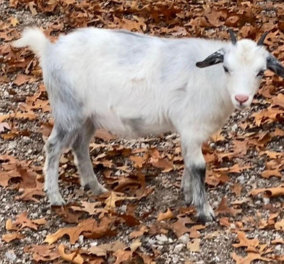 Diamonds Too 2025.jpg