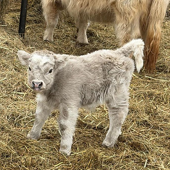 Royal calf 2025.jpg