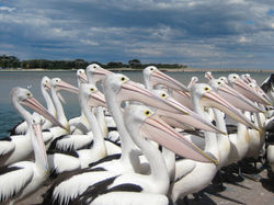 Hungry pelicans