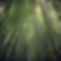 bamboo trees.jpg