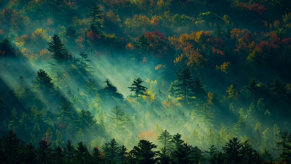 trees-3840x2160-light-green-4k-19568.jpg