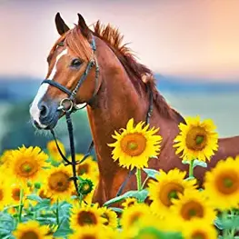 Diamond Painting Kit.webp