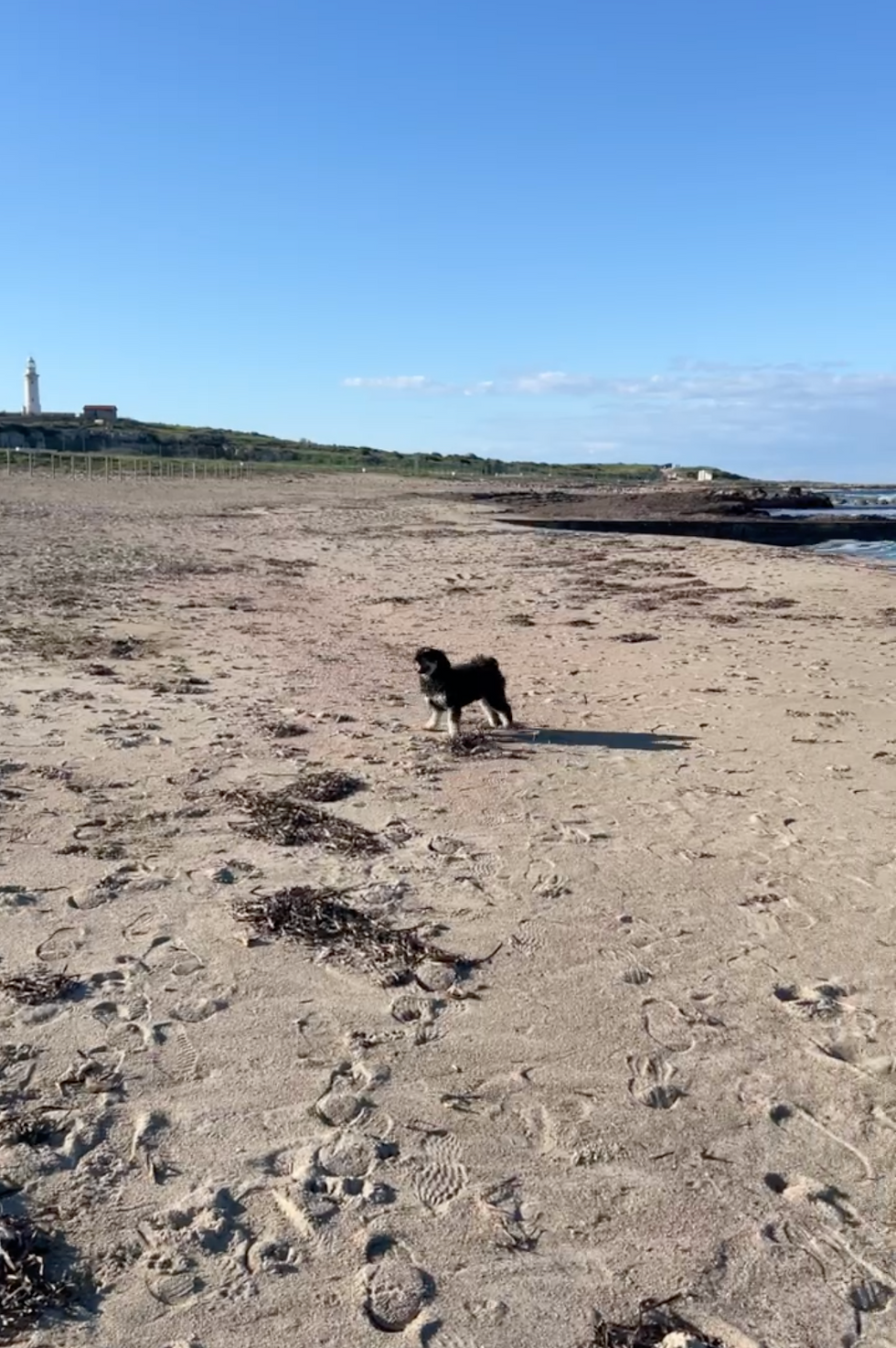 Kobe the Cavapoo exploring Lighthouse Beach in Paphos, Cyprus