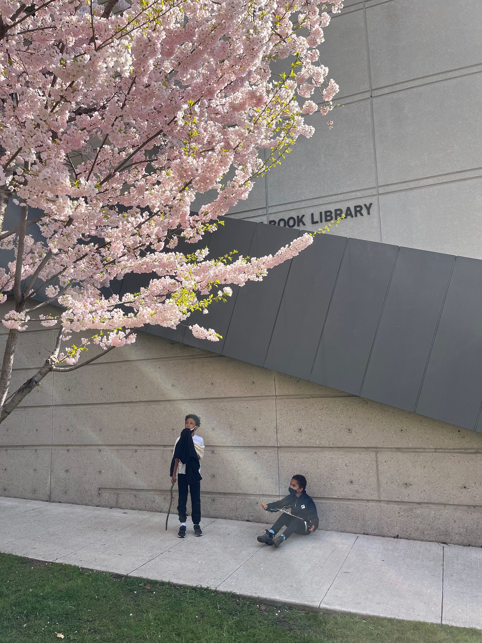 cherry blossom trees and children