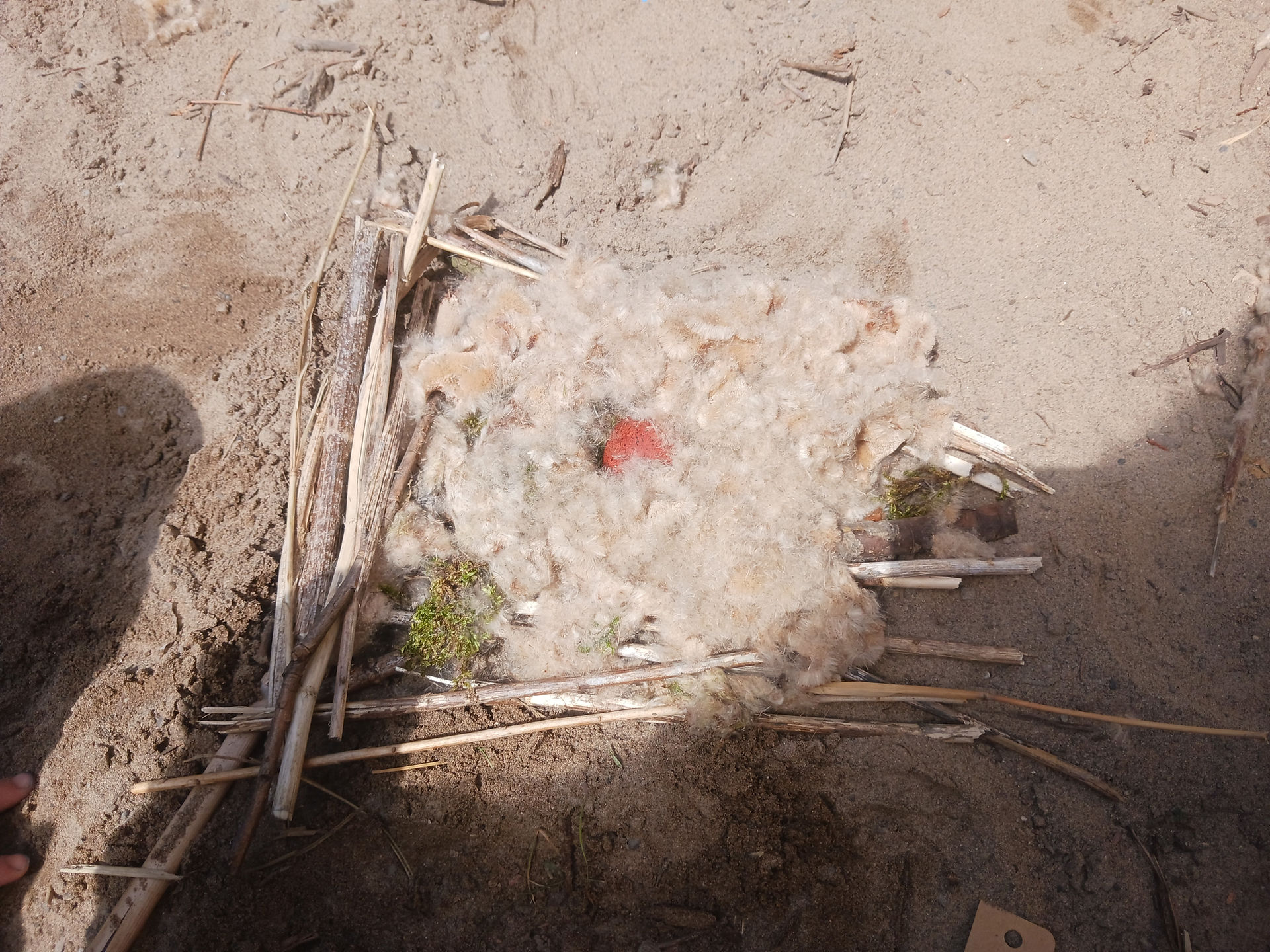 Nest building challenge