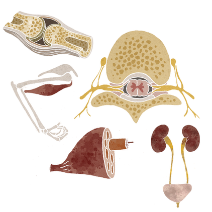 Détail d'illustrations médicales sur les articulations, vertèbres et appareil urinaire