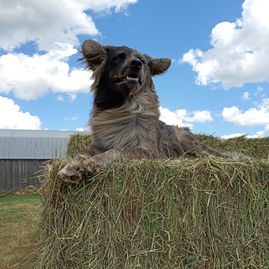 Llama-like animal covered in hay on a bale