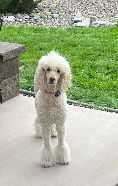 Shandy Poodle AKC Registered Standard Poodle Puppies