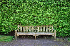 wooden bench in front of large hedge