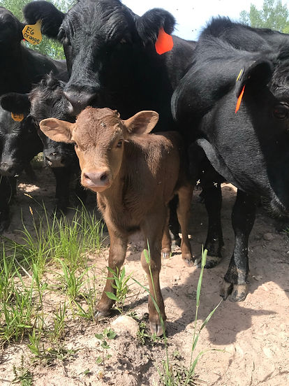 Cattle