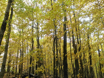 Carp Lake Township