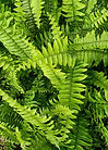 Potters Plants LLC