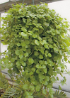 Potters Plants LLC