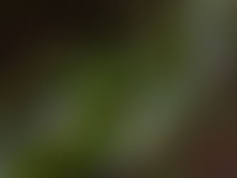 Summer woods in Washington