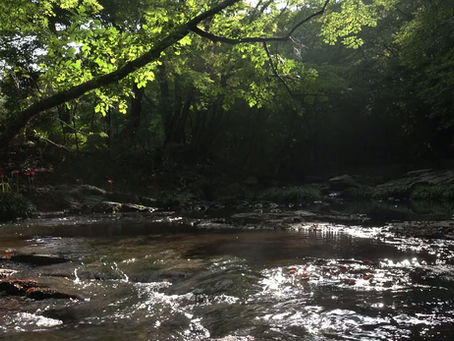 Quiet Magic: Plan Your Spring Getaway to Welch Cabin