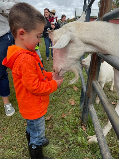 Child meeting a goat