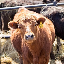 Dexter cow