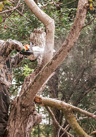 man-is-sawing-tree-with-chainsaw-cutting-dry-branches-pruning-trees.jpg