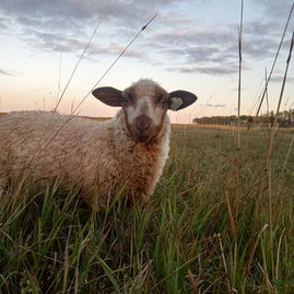 Sheep in tall grass