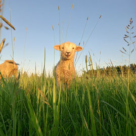 Lamb in tall grass with tongue out