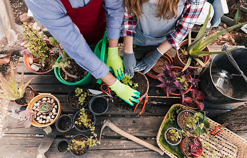 Potters Plants LLC