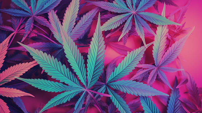 Khronic Queen Cannabis