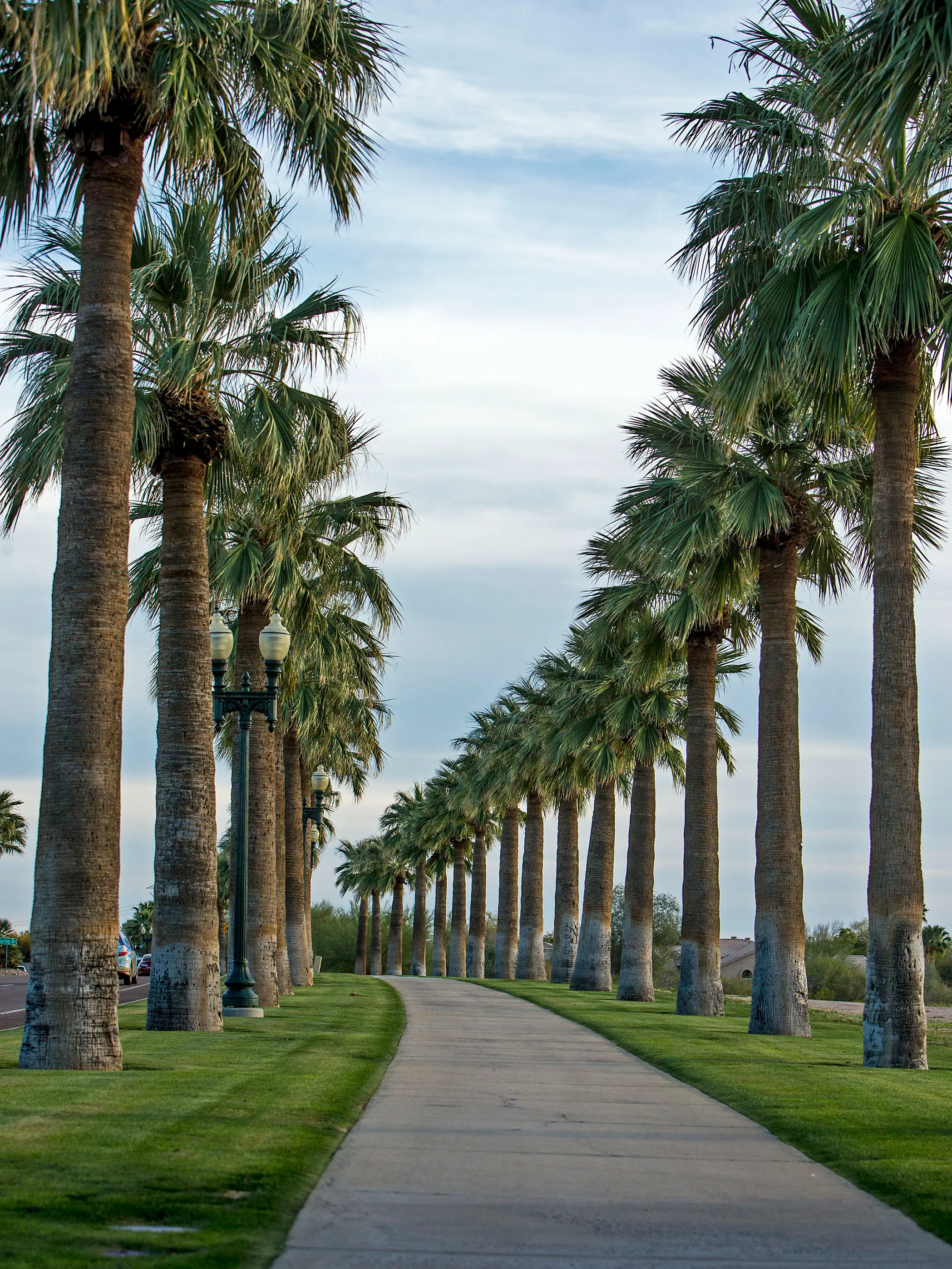 Palm Trees.webp