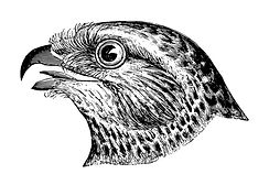 Falcon Sketch