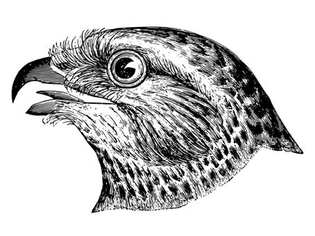 🦅 Hawks You’ll See Over Seneca Lake