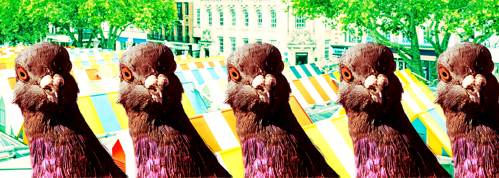 Pigeons.png